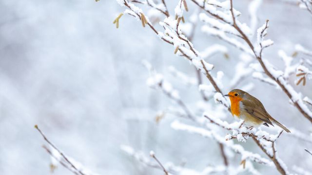 Зимата настъпва днес, но само астрономически