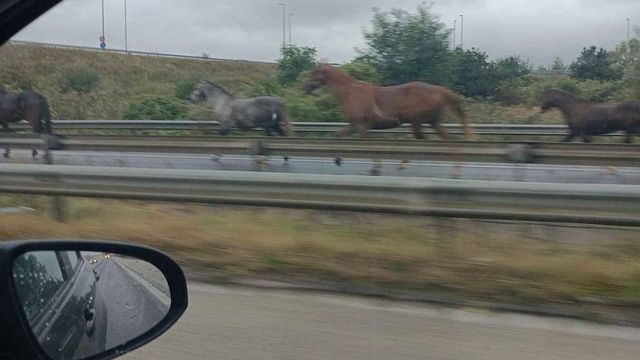 Rémisztő: lovak rohangáltak a forgalommal szemben az M5-ös autópályán