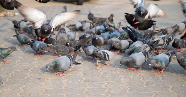 Un bărbat, cercetat după ce a omorât porumbei pe stradă ca să îi mănânce