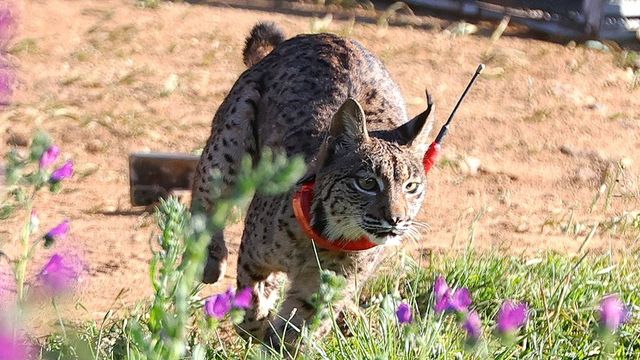 El lince ibérico deja de estar en peligro de extinción tras dos décadas de riesgo