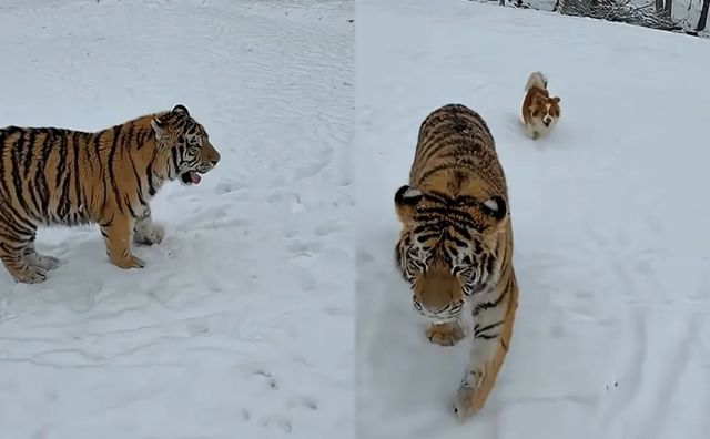 Imagini cu un tigru siberian, lăsat liber într-o curte din Dâmovița, au apărut pe TikTok. Poliția a deschis dosar penal