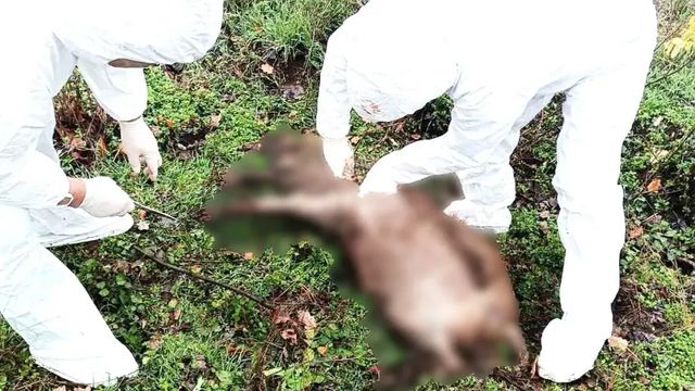 Mai multe focare de Pestă porcină și rabie în Moldova