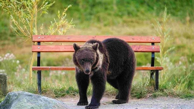 Argeș: Turistă străină mușcată de un urs