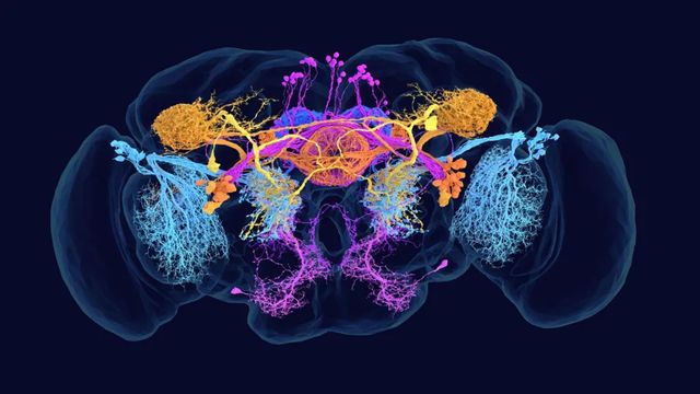 El primer mapa del cerebro de una mosca abre la puerta a investigar la mente humana