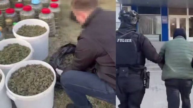 Peste 40 kg de marijuana, în valoare de 14 milioane de lei, descoperite la Anenii Noi