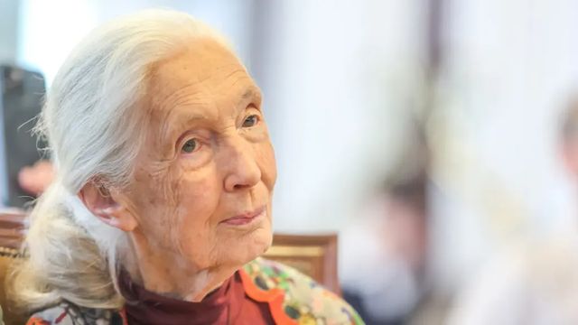 Elhunyt Jane Goodall, a földanya nővére