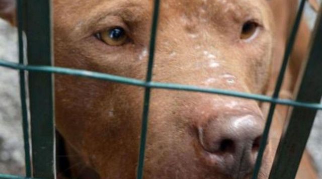 Bimbo di 5 mesi muore azzannato dal pittubull dei genitori