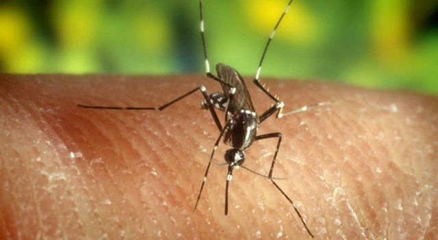 Malaria in Veneto, allerta per un caso autoctono