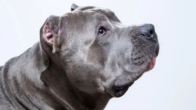 Питбул нахапа 12-годишно дете в Казанлък