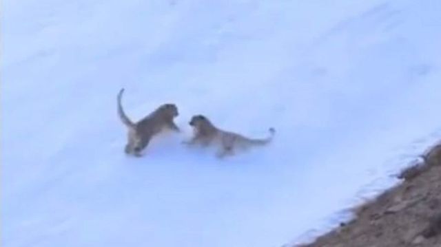 Netizens Left Awestruck Over Breathtaking Video Of Snow Leopards Frolicking In Ladakh | Watch