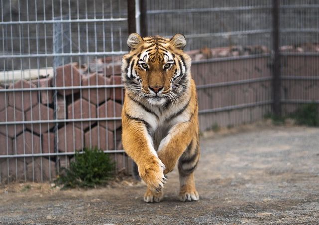 Un bărbat a fost mușcat de un tigru la Grădina Zoologică din Bârlad