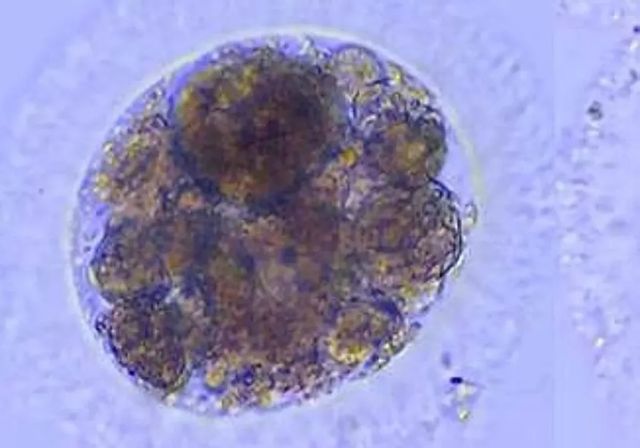 Logran producir por primera vez embriones de lince ibérico en laboratorio