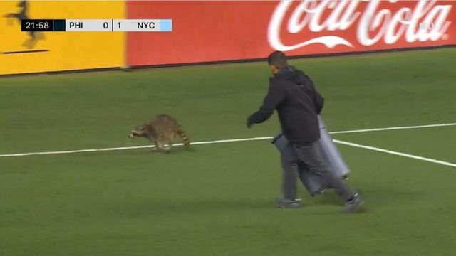 Un raton pătruns pe teren la un meci de fotbal din SUA a fost alergat și prins de angajați cu ajutorul unui coș de gunoi