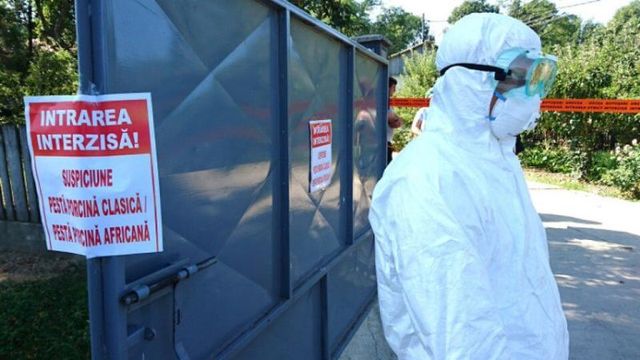 Noi focare de pestă porcină africană și rabie, confirmate în mai multe raioane ale R. Moldova