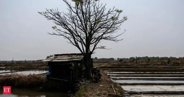 100% chance of El Nino lasting till Feb next year, India may see warmer winter