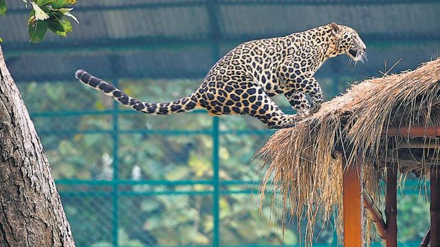 Leopard numbers show 8% rise from 2018 to 2022