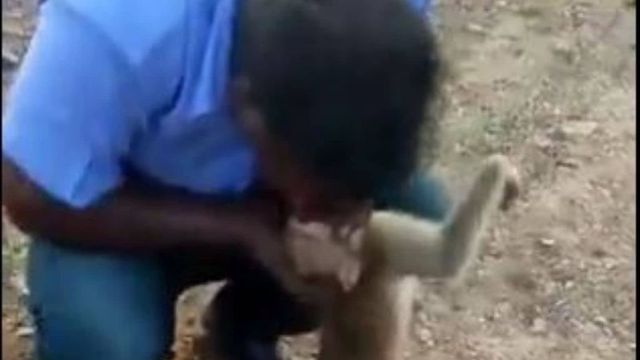 Man Tries to Revive Injured Monkey by Performing CPR, Hailed As a Hero | Watch