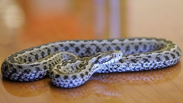 Világra jött az ötezredik vipera a Rákosivipera-védelmi Központban