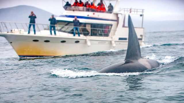 Mai multe balene ucigașe au scufundat un iaht în strâmtoarea Gibraltar. Ce spun cercetătorii