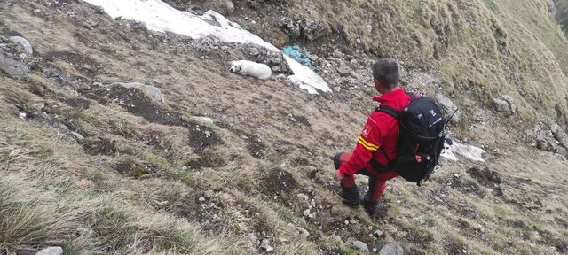Interventie pentru salvarea unui caine de companie, cazut aproape 200 de metri intr-o prapastie din Bucegi