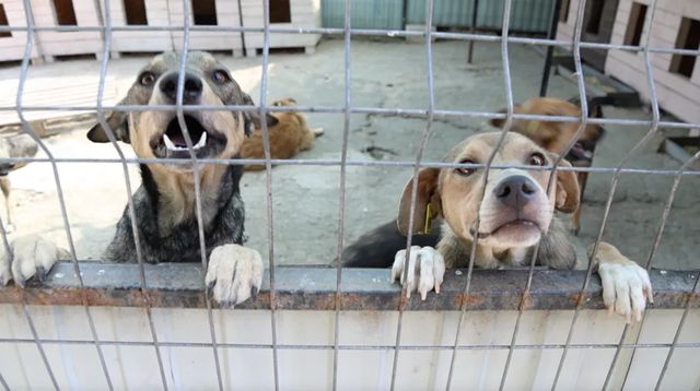 ANSP avertizează asupra creșterii cazurilor de rabie