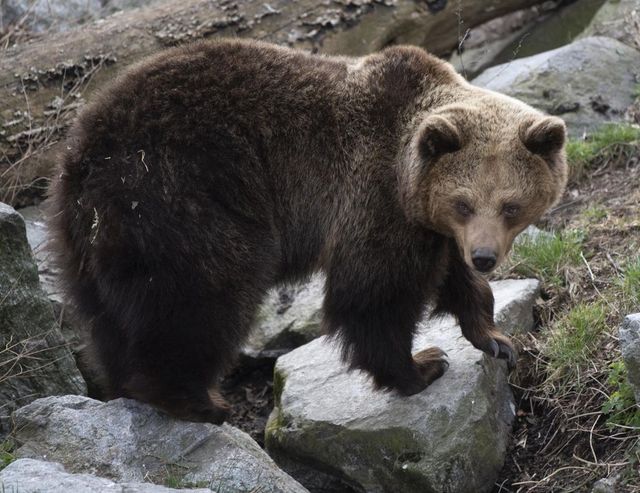 Trentino, Fugatti firma il decreto di abbattimento dell’orso M90