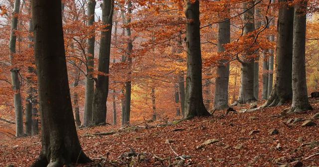 Vláda odsouhlasila národní park na Křivoklátsku