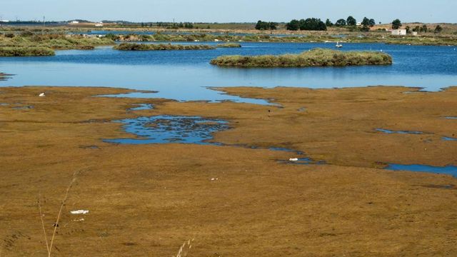 Fiscalía demanda a Transición Ecológica por no sancionar e impedir robos de agua en Doñana y escudarse en la Junta