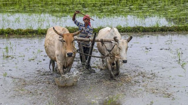 Monsoon covers entire country 6 days ahead of normal date