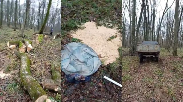 Tăieri ilegale la Strășeni: un pădurar concediat și prejudicii de peste 11 mii de lei