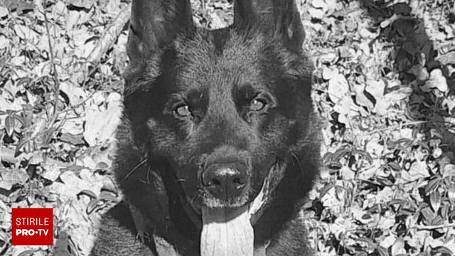 Șuier, câinele polițist care a cucerit inimile tuturor, a murit la mai puțin de un an de la pensionare