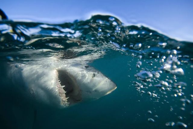 'Enorme squalo' sbrana un surfista al largo di Sydney