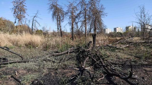 Primăria Municipiului București, dată în judecată pentru retrocedarea abuzivă a 12 hectare de pădure urbană din Parcul IOR