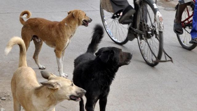 500 stray dogs killed in Telangana villages in one week