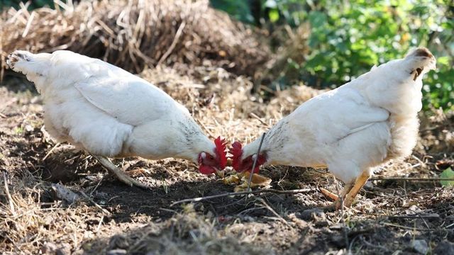 România adaugă alte două alimente pe lista produselor importate din Ucraina pe bază de licență