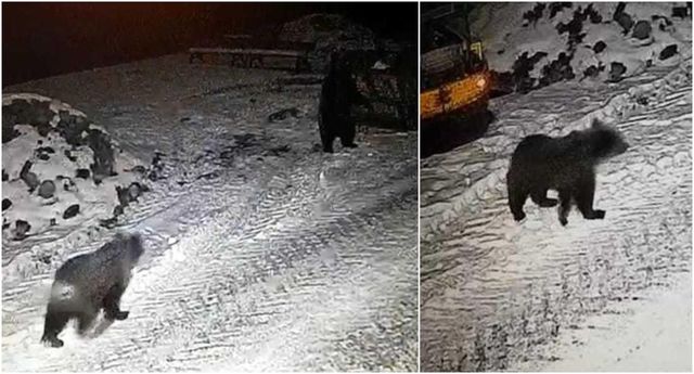Trei urși de la Grădina Zoologică din Târgu Mureș au forțat gardul. Grădina a fost închisă temporar