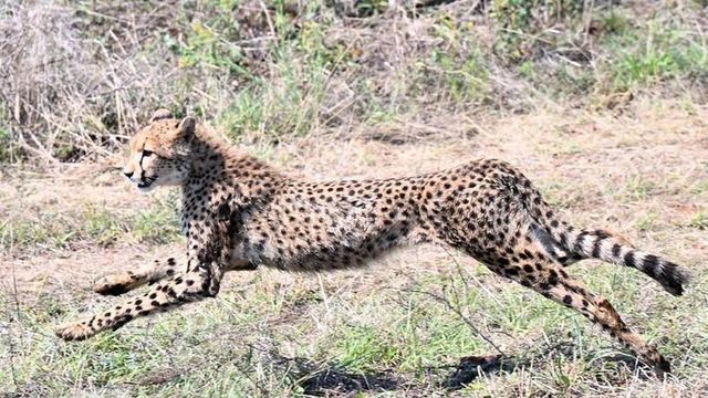 Nine cheetahs from Botswana arrive at Kuno National Park