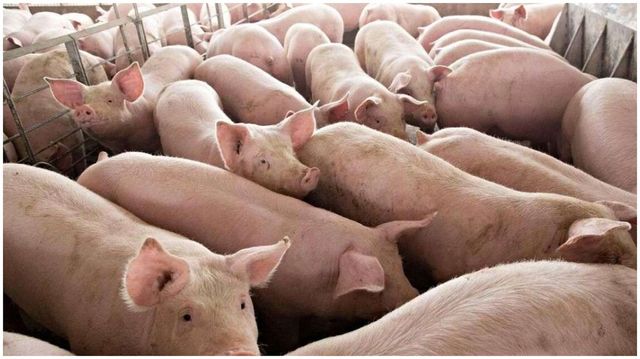 Fermă de porcine din Moldova, fără despăgubiri la aproape un an de la focarul de pestă africană