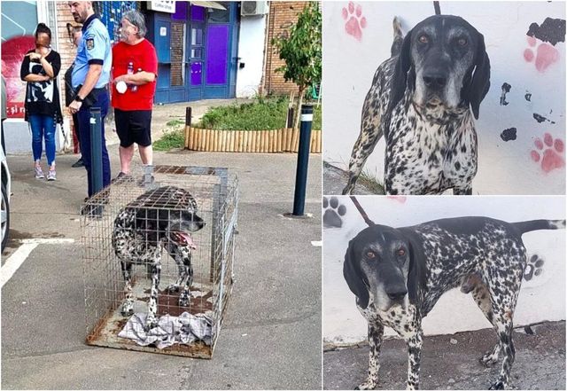 Doi bărbați au fost atacați de un câine în Sectorul 6