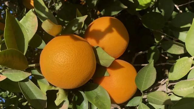 La plaga que amenaza la supervivencia de las naranjas