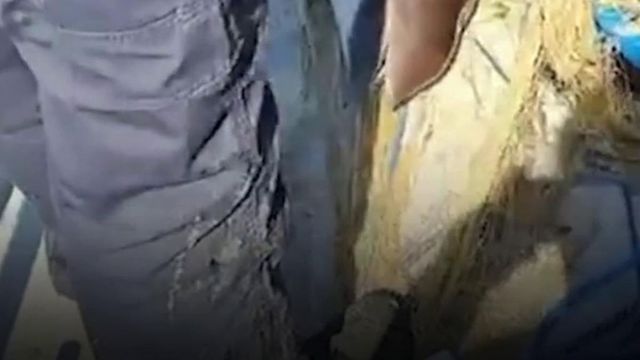 Delfini, sturioni și un delfin, prinși în plase ilegale în Marea Neagră, salvați de polițiștii de frontieră, în zona Cap Sahalin