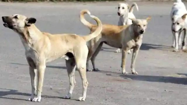 Wagh Bakri scion Parag Desai, 49, dies after attack by street dogs