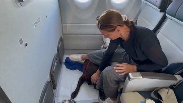 In aereo con cani di grossa taglia senza trasportino