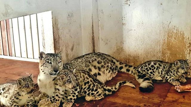 Seven Leopard Cubs Die at Bengaluru Biological Park After Virus Attack