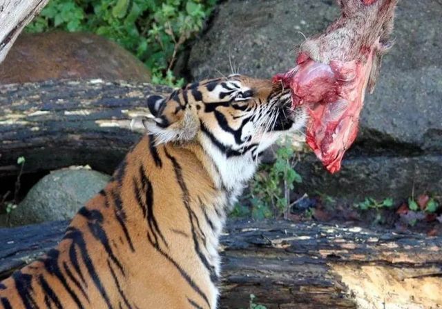 Un zoo danés desata la polémica al pedir donaciones de mascotas para alimentar a sus leones