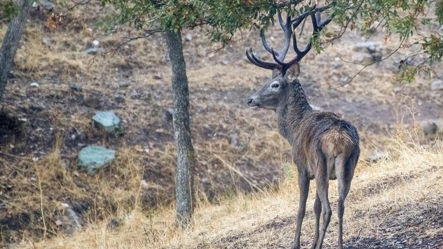 Un hombre muere tras el ataque de un ciervo en una finca de Granada