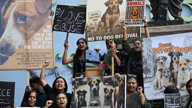 SC declines general directions on harassment of stray dog feeders