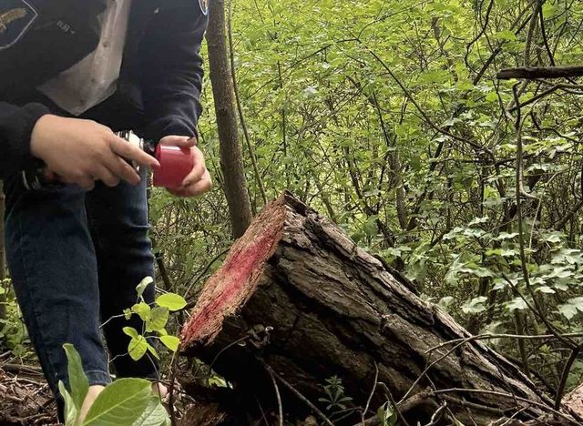 Tăieri ilegale de arbori și deversări de ape uzate, descoperite la Florești