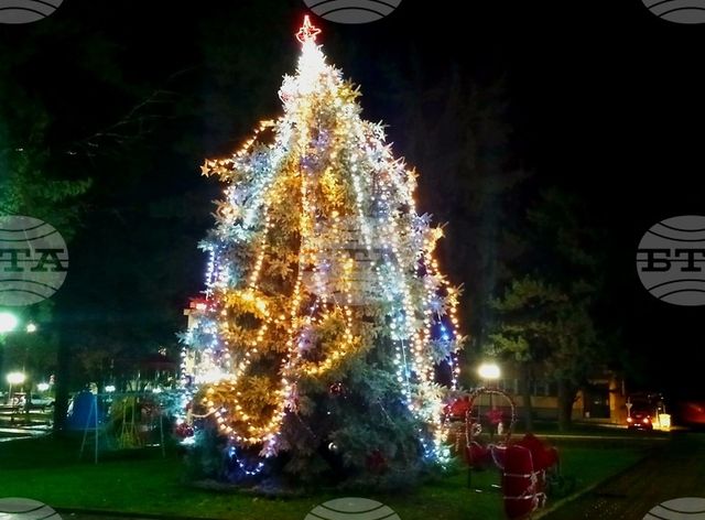 Естествена коледна елха грейна в Ловеч