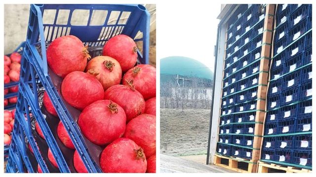 Au fost reținute și nimicite 2080 kg de rodii – nu corespundeau normelor de siguranță alimentară ale Republicii Moldova.